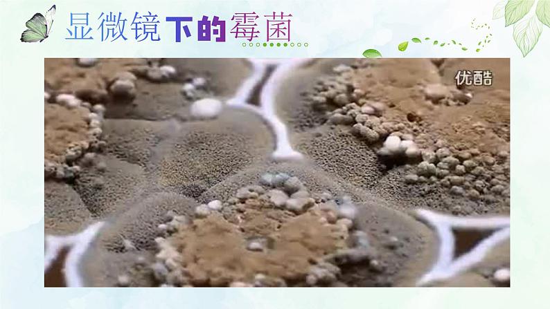 苏教版六年级科学上册 1.3 馒头发霉了（第1课时） 课件第6页