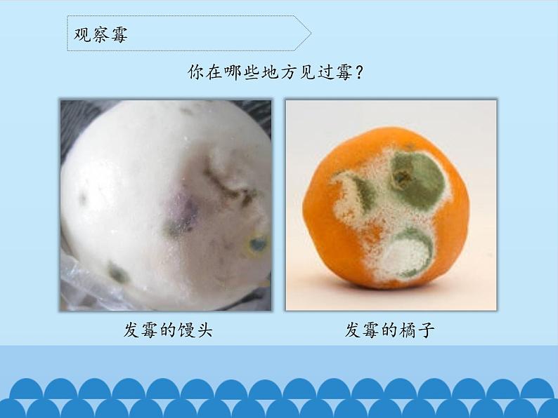 苏教版六年级科学上册 1.3 馒头发霉了_ 课件第3页
