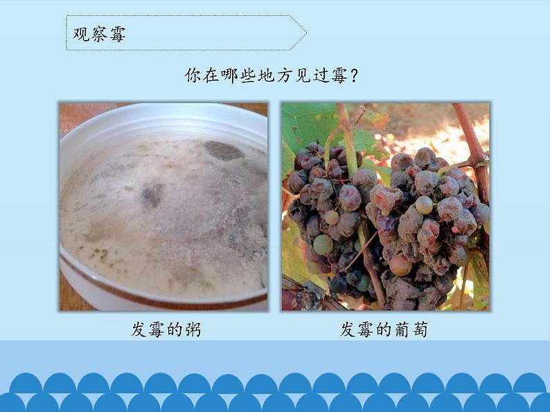 苏教版六年级科学上册 1.3 馒头发霉了_ 课件第4页