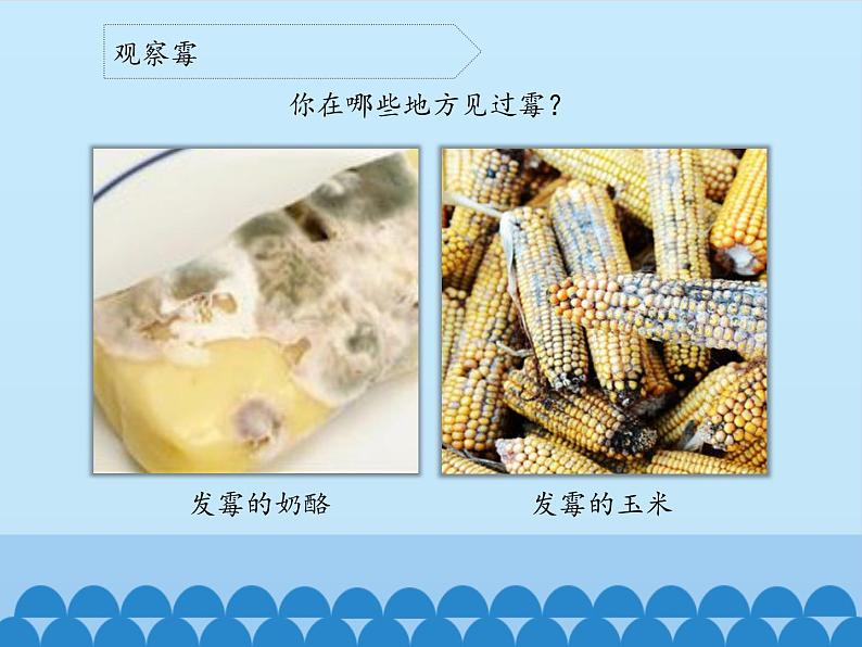 苏教版六年级科学上册 1.3 馒头发霉了_ 课件第5页
