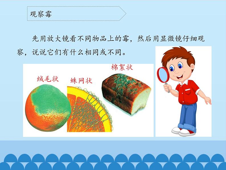 苏教版六年级科学上册 1.3 馒头发霉了_ 课件第6页
