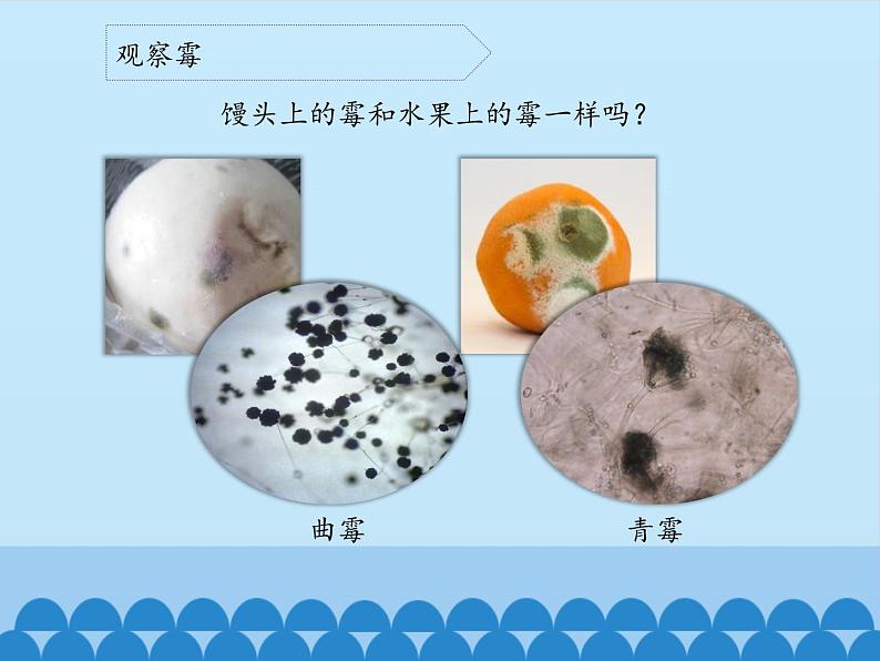 苏教版六年级科学上册 1.3 馒头发霉了_ 课件第7页