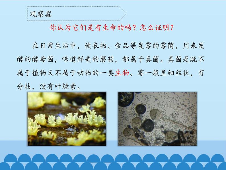 苏教版六年级科学上册 1.3 馒头发霉了_ 课件第8页