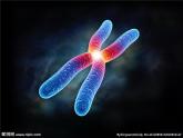 苏教版六年级科学下册 2.3 寻找遗传与变异的秘密(4)课件