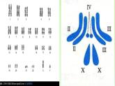 苏教版六年级科学下册 2.3 寻找遗传与变异的秘密(4)课件