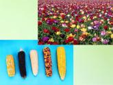 苏教版六年级科学下册 2.2 生物的变异现象(10)课件