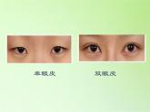 苏教版六年级科学下册 2.2 生物的变异现象(11)课件
