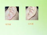 苏教版六年级科学下册 2.2 生物的变异现象(11)课件