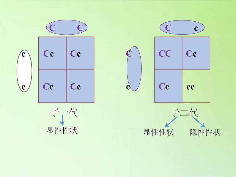 苏教版六年级科学下册 2.3 寻找遗传与变异的秘密(2)课件08