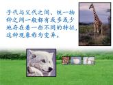 苏教版六年级科学下册 2.3 寻找遗传与变异的秘密(7)课件