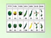 苏教版六年级科学下册 2.3 寻找遗传与变异的秘密(7)课件