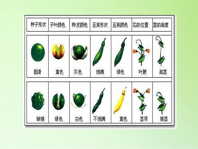 苏教版六年级科学下册 2.3 寻找遗传与变异的秘密(7)课件第4页