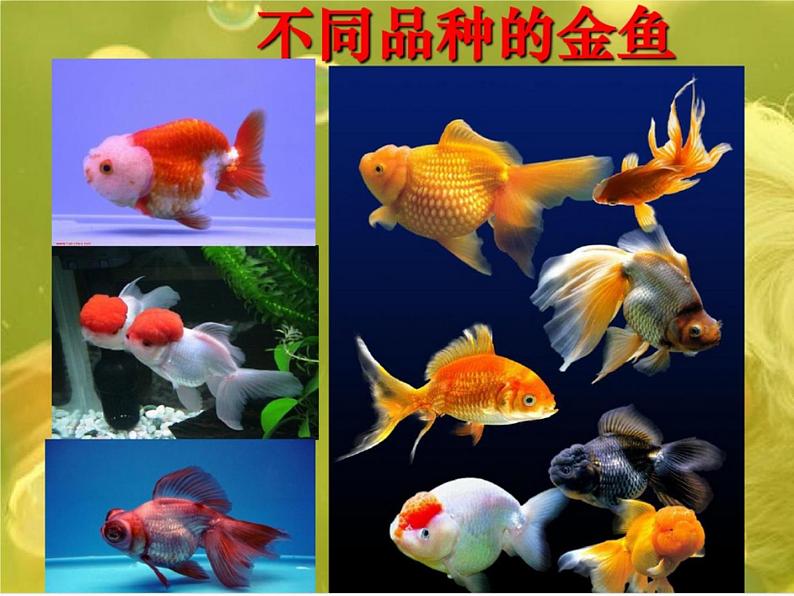 苏教版六年级科学下册 2.2 生物的变异现象课件04