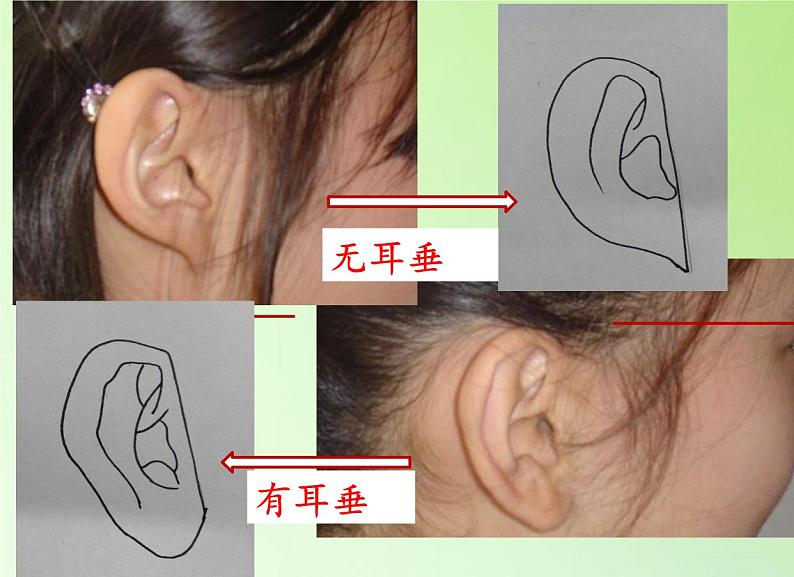 苏教版六年级科学下册 2.2 生物的变异现象(13)课件第4页