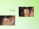 苏教版六年级科学下册 2.1 生物的遗传现象(2)课件