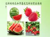 苏教版六年级科学下册 2.3 寻找遗传与变异的秘密(1)课件