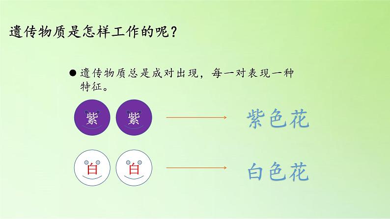 苏教版六年级科学下册 2.3 寻找遗传与变异的秘密(1)课件05