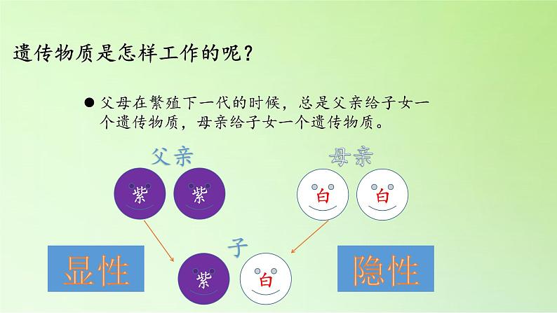 苏教版六年级科学下册 2.3 寻找遗传与变异的秘密(1)课件06