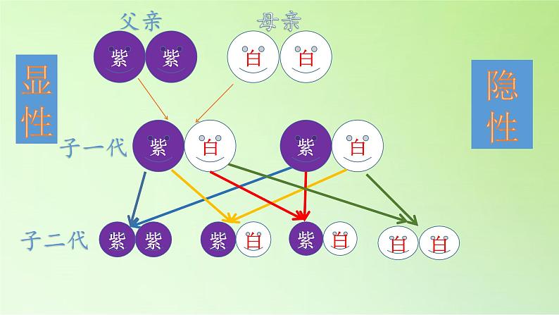 苏教版六年级科学下册 2.3 寻找遗传与变异的秘密(1)课件07