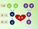 苏教版六年级科学下册 2.3 寻找遗传与变异的秘密(6)课件