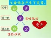 苏教版六年级科学下册 2.3 寻找遗传与变异的秘密(6)课件