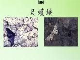 苏教版六年级科学下册 3.3 达尔文与他的“进化论”(21)课件