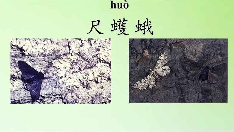 苏教版六年级科学下册 3.3 达尔文与他的“进化论”(21)课件第4页