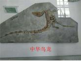 苏教版六年级科学下册 3.2.化石告诉我们什么 （上课用）(1)课件