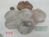 苏教版六年级科学下册 3.2.化石告诉我们什么 （上课用）(1)课件