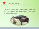 苏教版六年级科学下册 3.3 达尔文与他的“进化论”(17)课件
