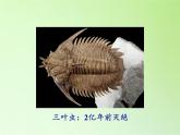 苏教版六年级科学下册 3.3 达尔文与他的“进化论”(4)课件