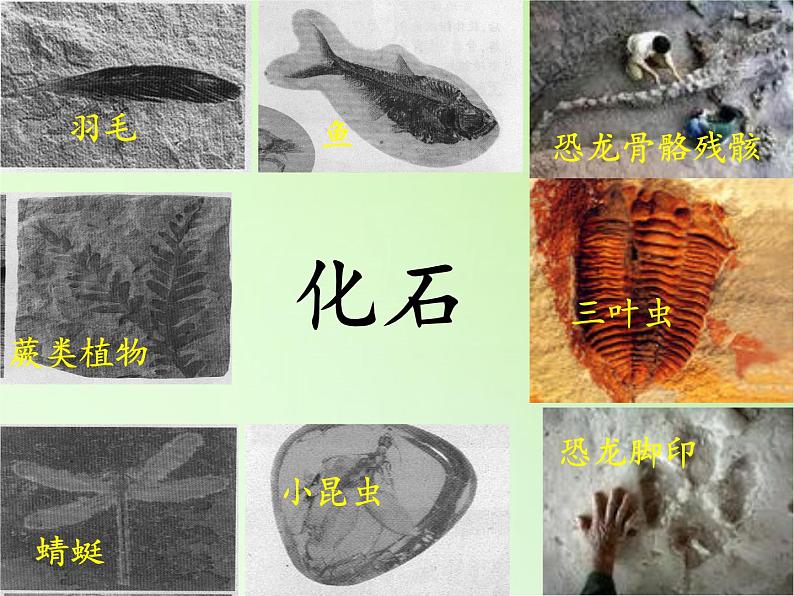 苏教版六年级科学下册 3.2 化石告诉我们什么(2)课件02