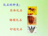 苏教版六年级科学下册 3.2 化石告诉我们什么(2)课件