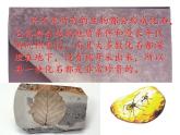 苏教版六年级科学下册 3.2 化石告诉我们什么(2)课件