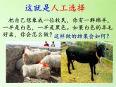 苏教版六年级科学下册 3.3 达尔文与他的“进化论”(8)课件