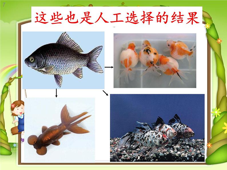 苏教版六年级科学下册 3.3 达尔文与他的“进化论”(8)课件第7页