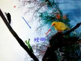苏教版六年级科学下册 4.3 有趣的食物链(9)课件