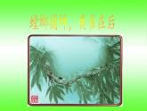 苏教版六年级科学下册 4.3 有趣的食物链(3)课件