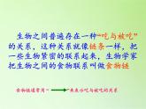 苏教版六年级科学下册 4.3 有趣的食物链(3)课件