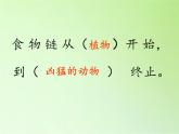 苏教版六年级科学下册 4.3 有趣的食物链(3)课件