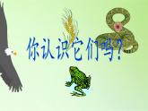 苏教版六年级科学下册 4.3 有趣的食物链(17)课件