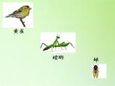 苏教版六年级科学下册 4.3 有趣的食物链(13)课件