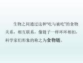苏教版六年级科学下册 4.3 有趣的食物链课件
