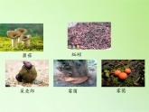 苏教版六年级科学下册 4.3 有趣的食物链(15)课件