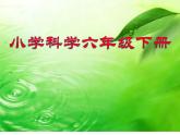 苏教版六年级科学下册 4.2 有利于生存的本领课件