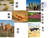 苏教版六年级科学下册 4.2 有利于生存的本领课件