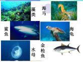 苏教版六年级科学下册 4.2 有利于生存的本领课件