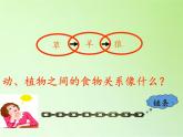 苏教版六年级科学下册 4.3 有趣的食物链(2)课件