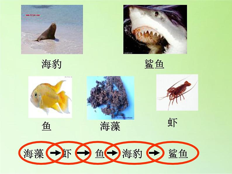 苏教版六年级科学下册 4.3 有趣的食物链(2)课件第4页