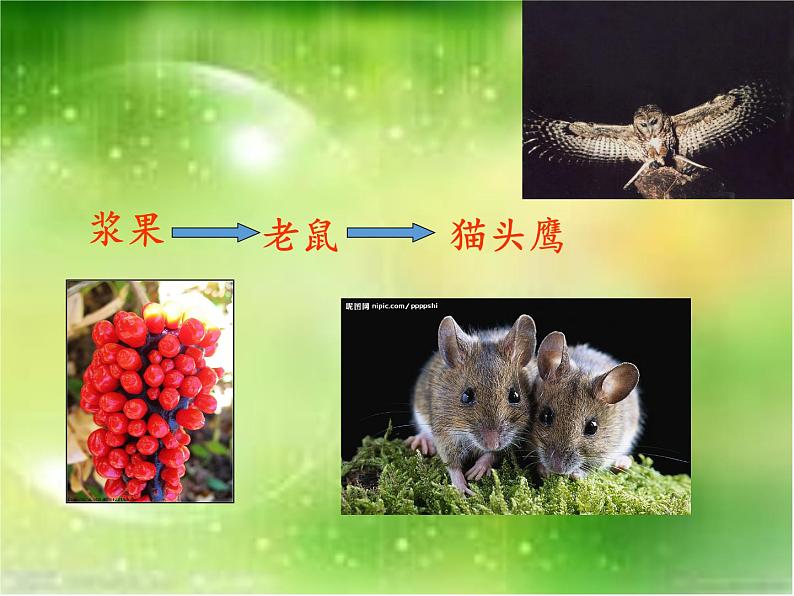 苏教版六年级科学下册 4.3 有趣的食物链(2)课件第7页